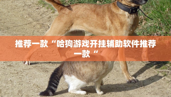 实测辅助”享博棋牌挂怎么安装”其实确实有挂