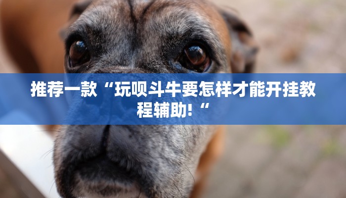 推荐一款“玩呗斗牛要怎样才能开挂教程辅助!“