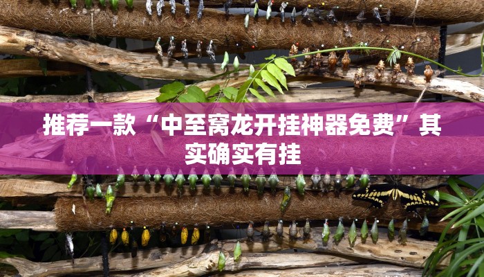 推荐一款“中至窝龙开挂神器免费”其实确实有挂