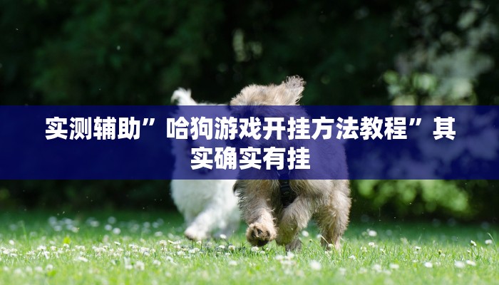 实测辅助”哈狗游戏开挂方法教程”其实确实有挂