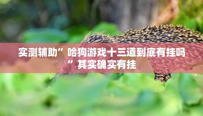 实测辅助”哈狗游戏十三道到底有挂吗”其实确实有挂