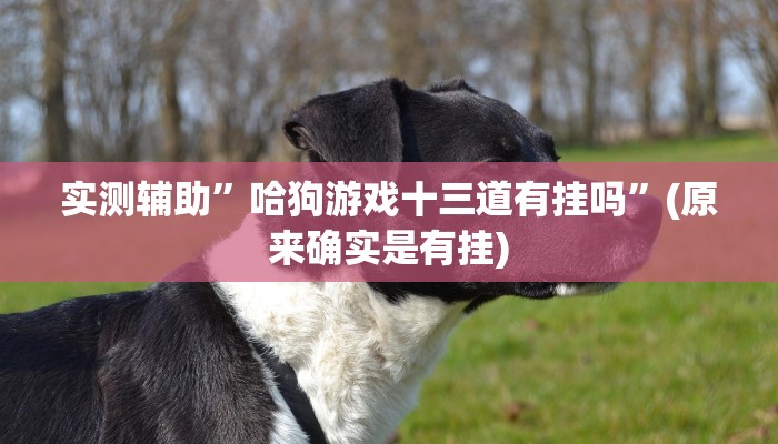 实测辅助”哈狗游戏十三道有挂吗”(原来确实是有挂)