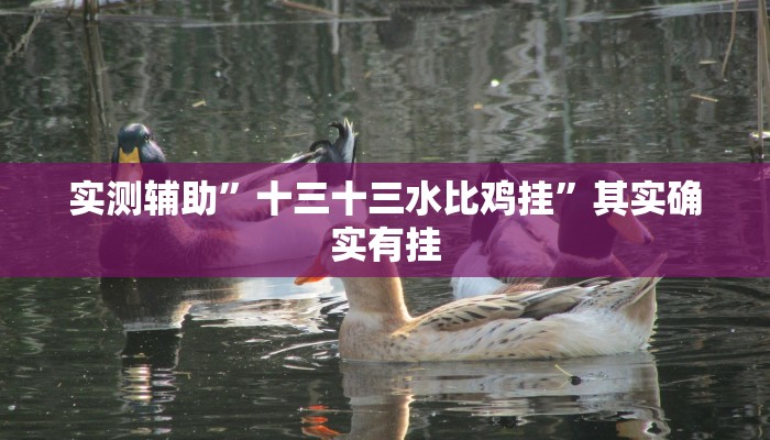 实测辅助”十三十三水比鸡挂”其实确实有挂