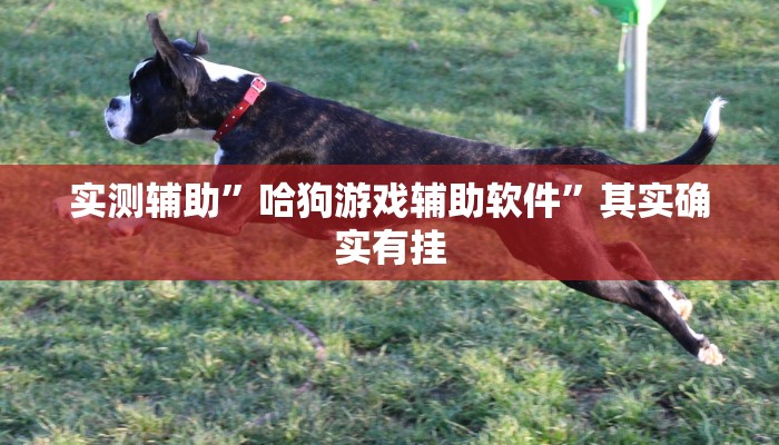 实测辅助”哈狗游戏辅助软件”其实确实有挂
