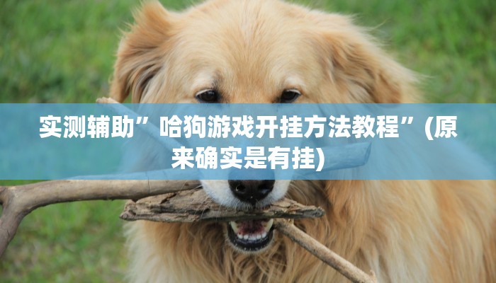 实测辅助”字牌通用挂”(原来确实是有挂)