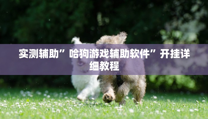 实测辅助”哈狗游戏辅助软件”开挂详细教程
