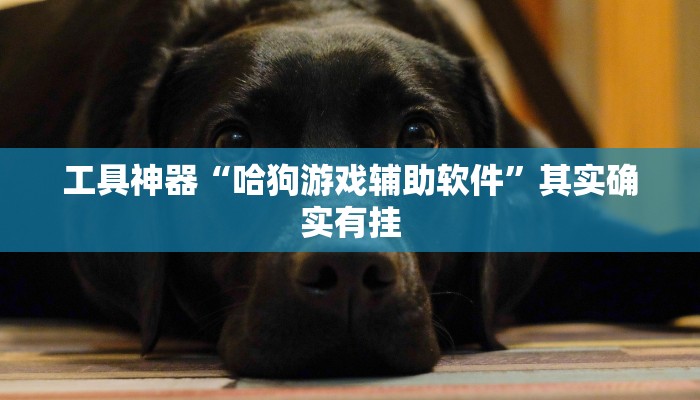 工具神器“哈狗游戏辅助软件”其实确实有挂