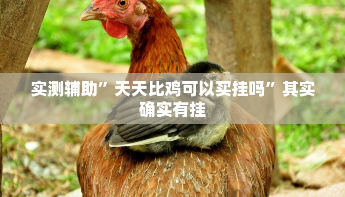 实测辅助”天天比鸡可以买挂吗”其实确实有挂
