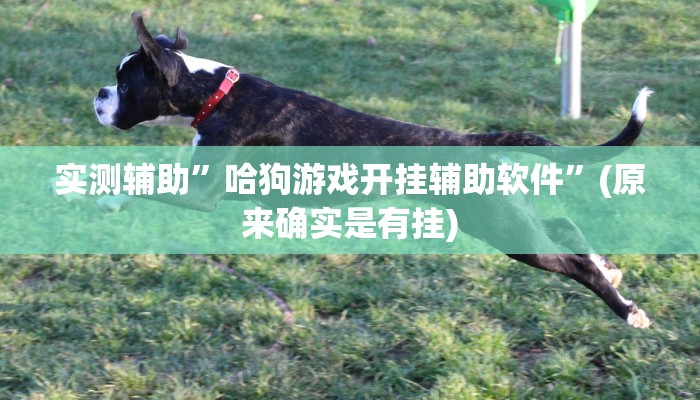 实测辅助”哈狗游戏开挂辅助软件”(原来确实是有挂)